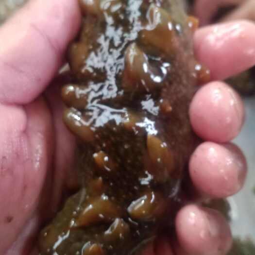 凌海市即食海参