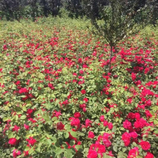 蔷薇 蔷薇杯苗 陕西蔷薇苗 蔷薇树苗基地批发 营养钵 杯苗