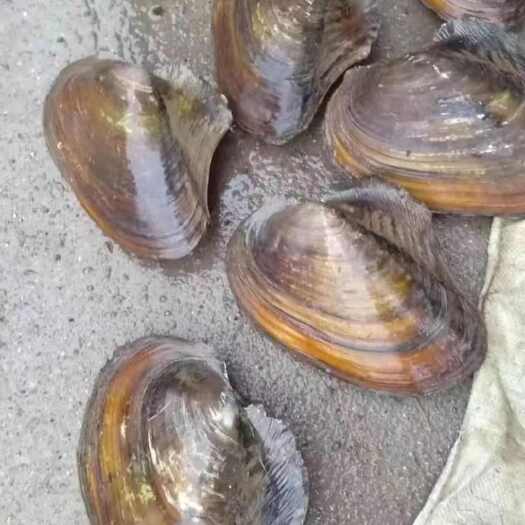 背角无齿蚌