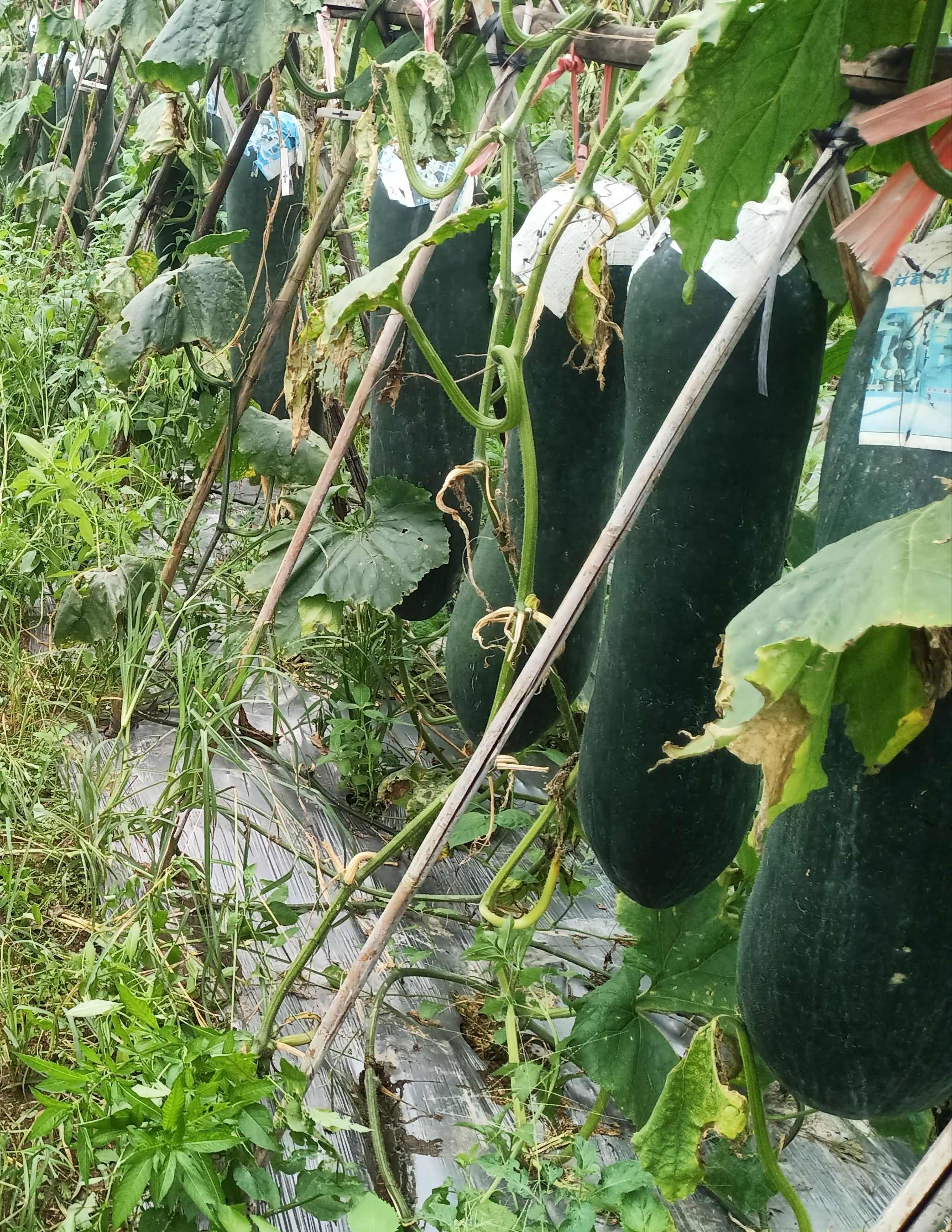 肉质厚无空心、个头大、品相好