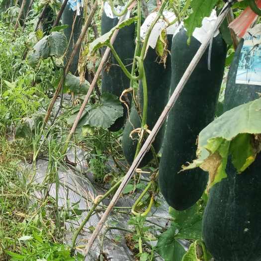 上林县肉质厚无空心、个头大、品相好