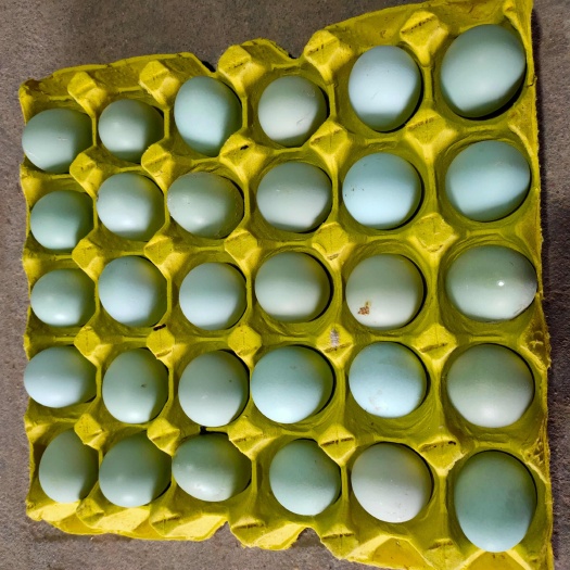 新沂市480枚厂家直发精品新鲜绿壳鸡蛋绿壳乌鸡蛋绿壳土鸡蛋量大价优