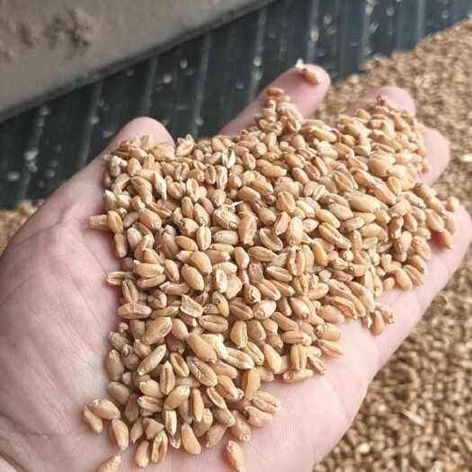 2024年新小麦出售，酒厂专用，软质红麦，白麦