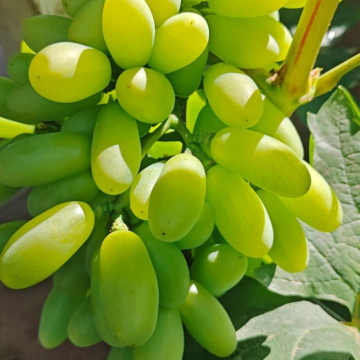 沈阳白鸡心葡萄