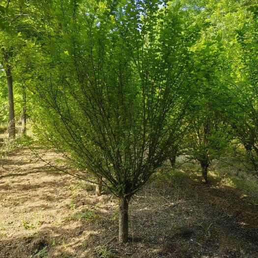 菏泽10公分木槿多少钱一棵