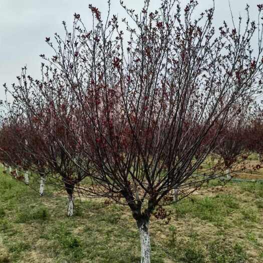 菏泽榆叶梅10公分的花期多少钱，1-15公分榆叶梅量大