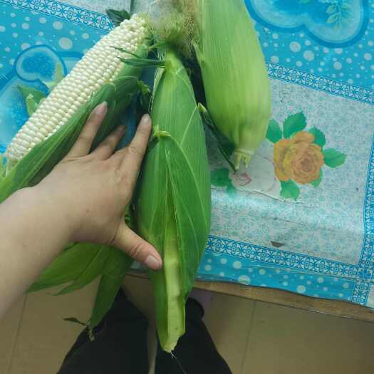 海城市大棒鲜玉米下来了，皮色特别绿
