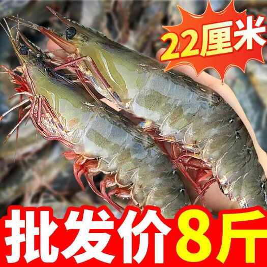 青岛【特大虾】新鲜青岛大虾国产虾鲜活虾冷冻超大冰鲜大虾青虾一整箱