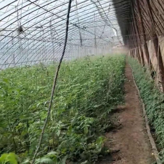 盘山县盘锦碱地铁皮柿子