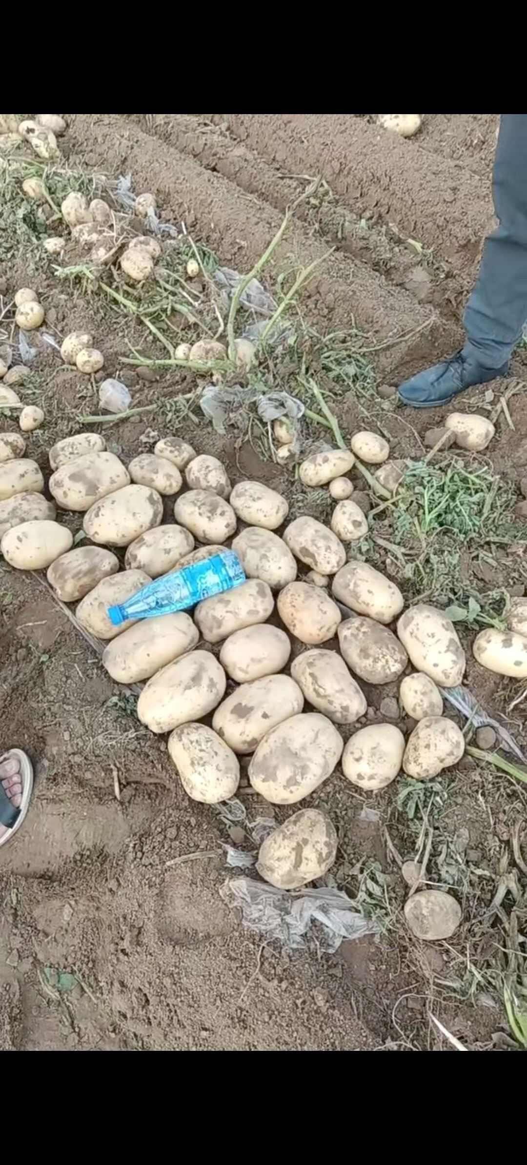 土豆