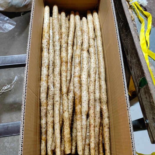 铁棍,小白嘴,白玉山药产地直发,商超,电商平台,