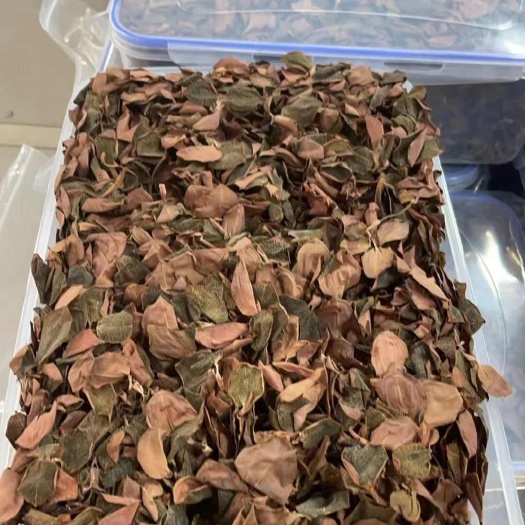 金线莲