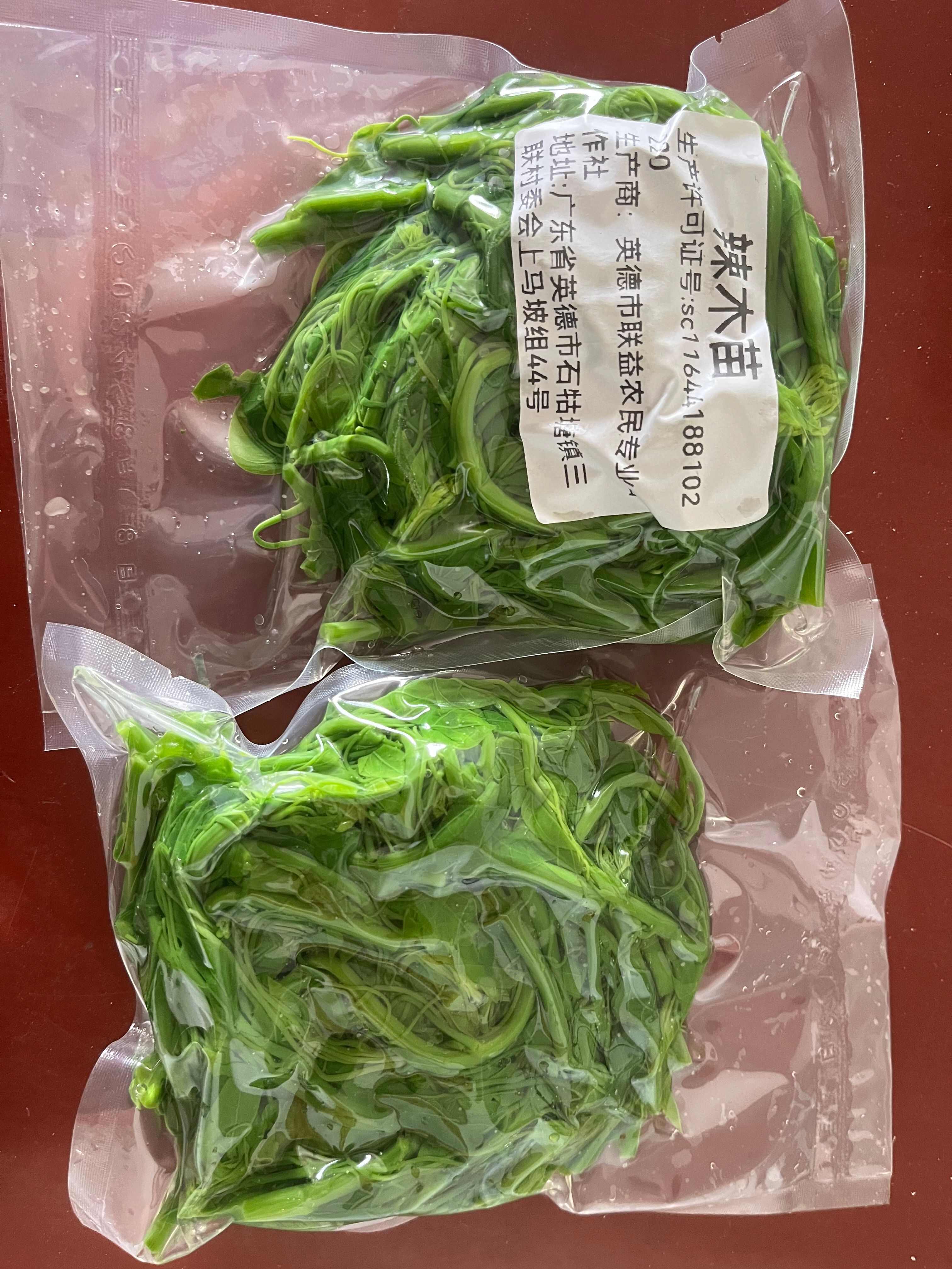 辣木苗