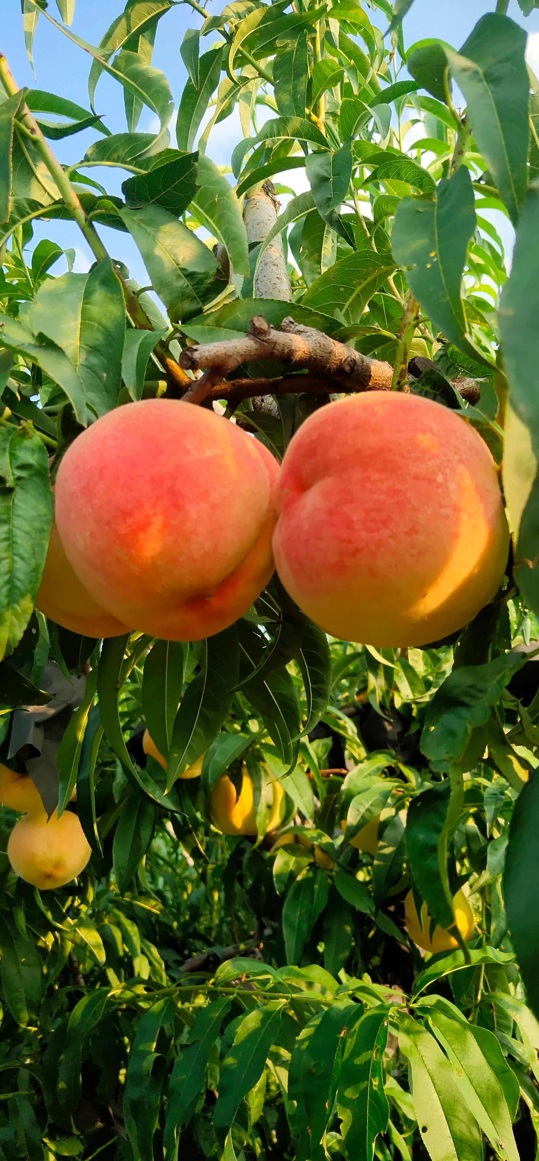 蜜桃