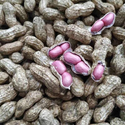 【2024精选千亩鲜花生王中王】果仁饱满现挖现发！不满意包退