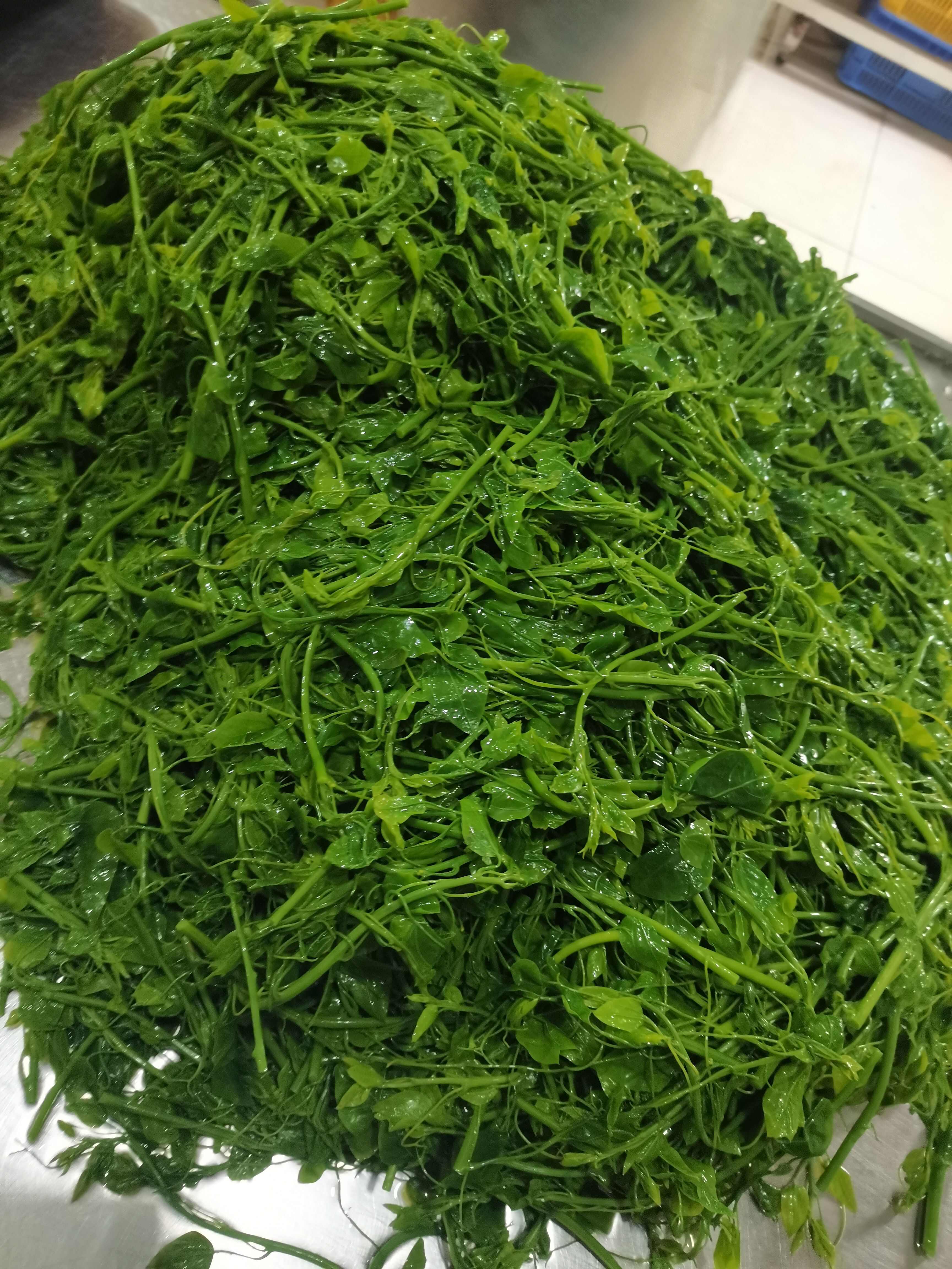辣木苗