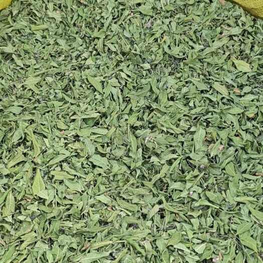 东营大量出售 罗布麻叶  干净 可过药检