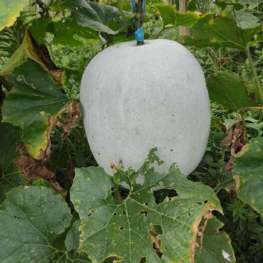 连平县粉皮台山冬瓜