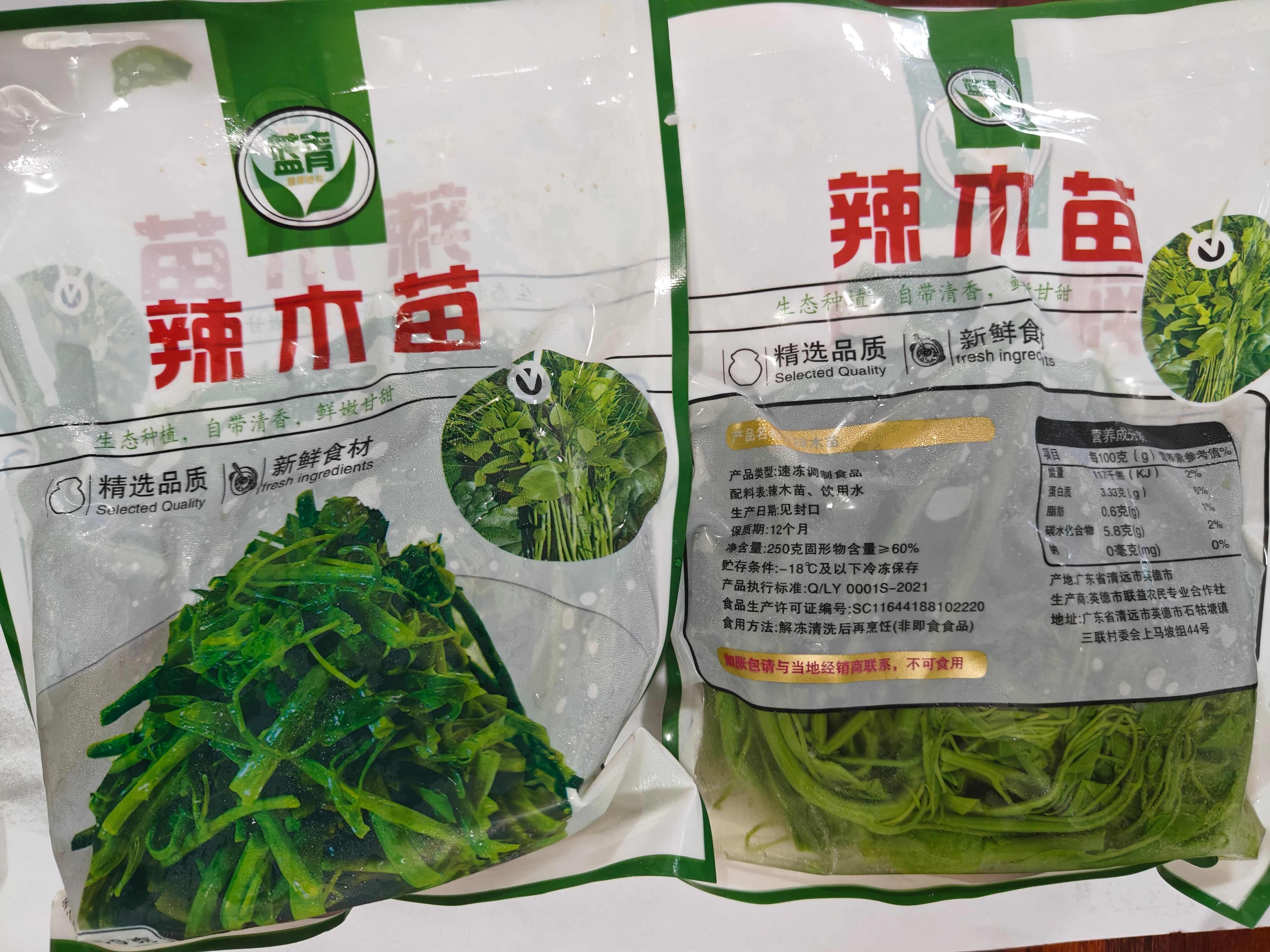 辣木苗
