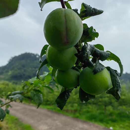 宣汉县四川青脆李 今日出货图 有需要的伙伴联系撒