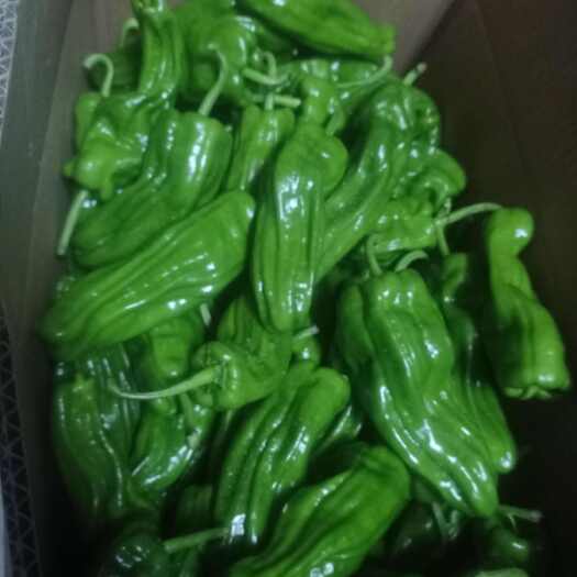 保康县高山露天大果薄皮椒