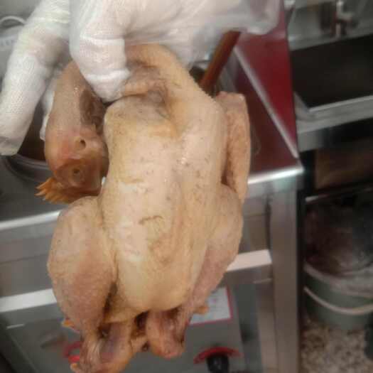 鸽子