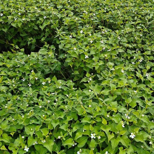 荔浦市折耳根批发