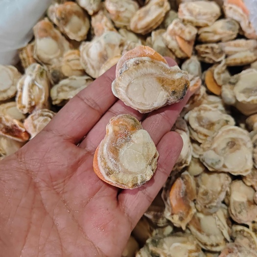 东港市全规格现货  人工手选