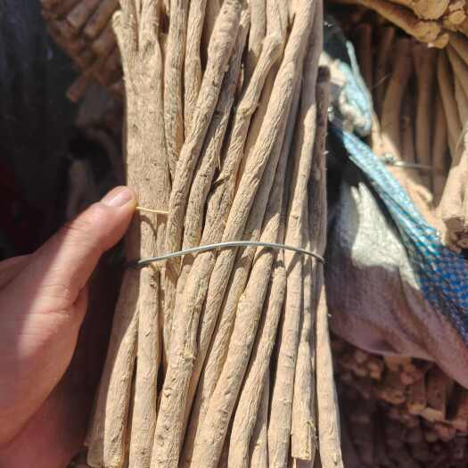 陇西县甘肃本地黄芪节，北芪节