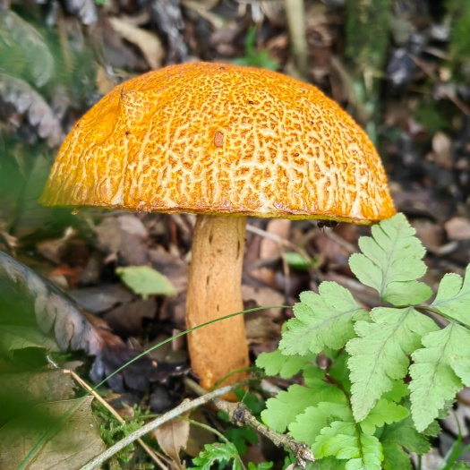 凤冈县农村野生菌，各种品种都有，需要的老板请联系我