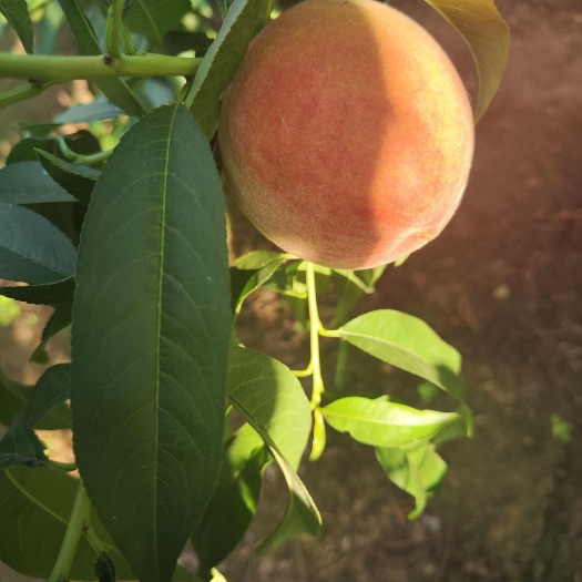 大荔县突围桃