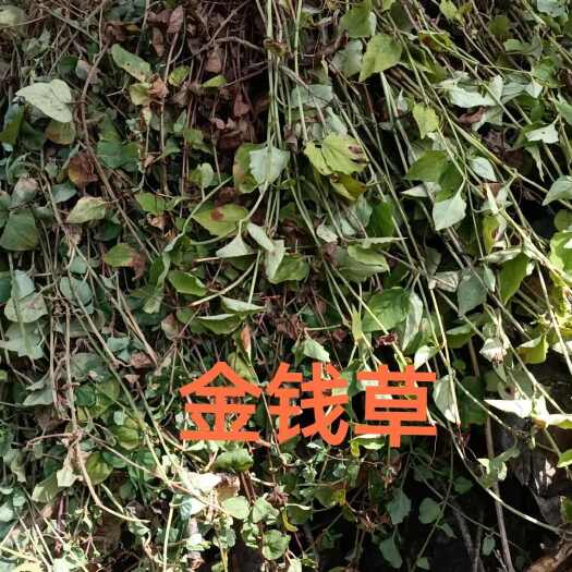 旬阳市秦岭金钱草干货批发，今年新货批发零售1斤也发货