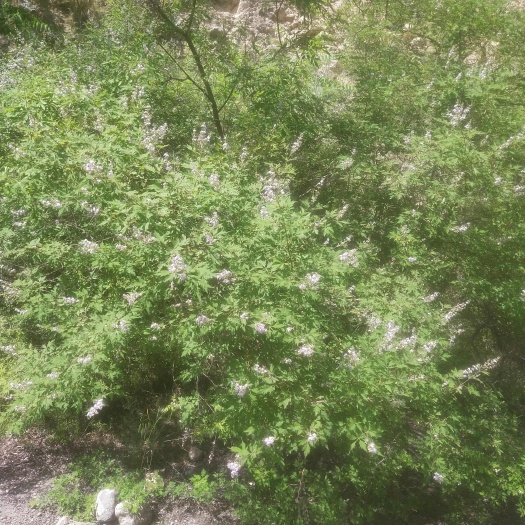  黄荆树