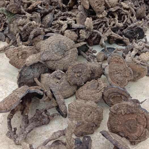 田林县香血灵芝灵芝菌保证正品一手货源量大从优