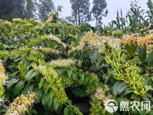 金银花，大开花，无硫，量大从优，自然凉干