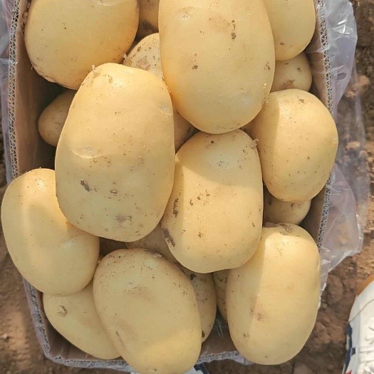 肥城市荷兰15  山东省肥城市荷兰十五土豆大量出售，货源充足