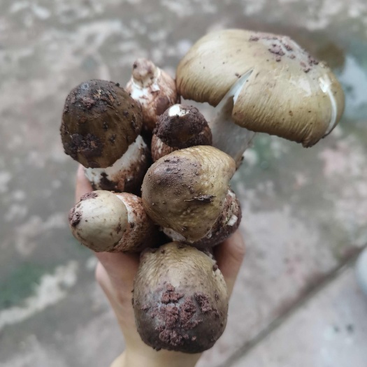 屏山县鸡枞菌