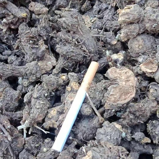 洛南县陕西黑皮苍术高含量