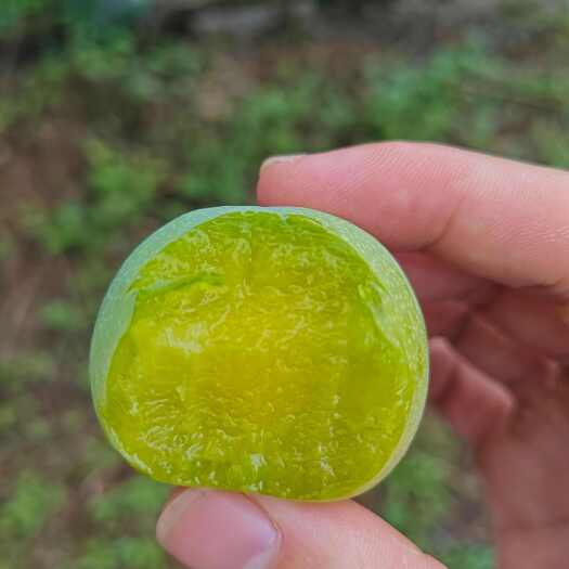 巫山巫山脆李品牌授权高品质中华名果