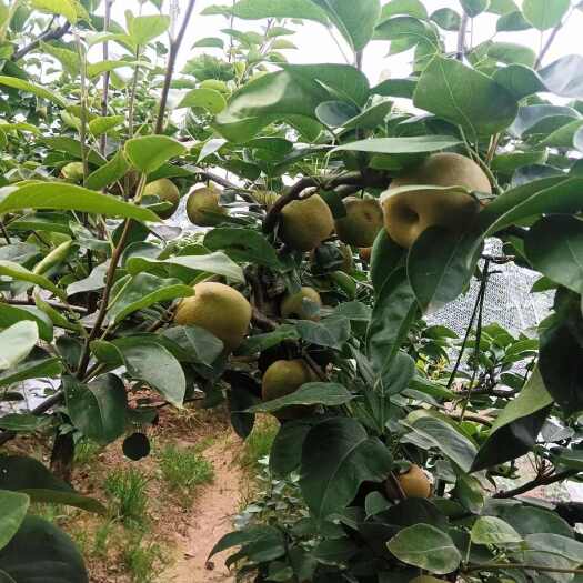 重庆市黄花梨