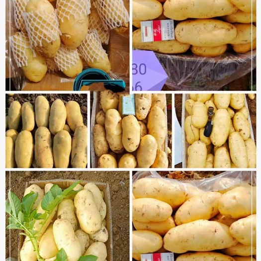 肥城市荷兰15  肥城荷兰十五土豆大量上市，货源充足，质量一流