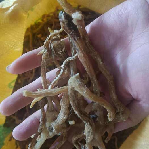 鞍山玉竹干货
