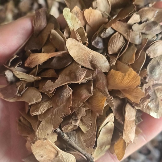商丘五角枫种子