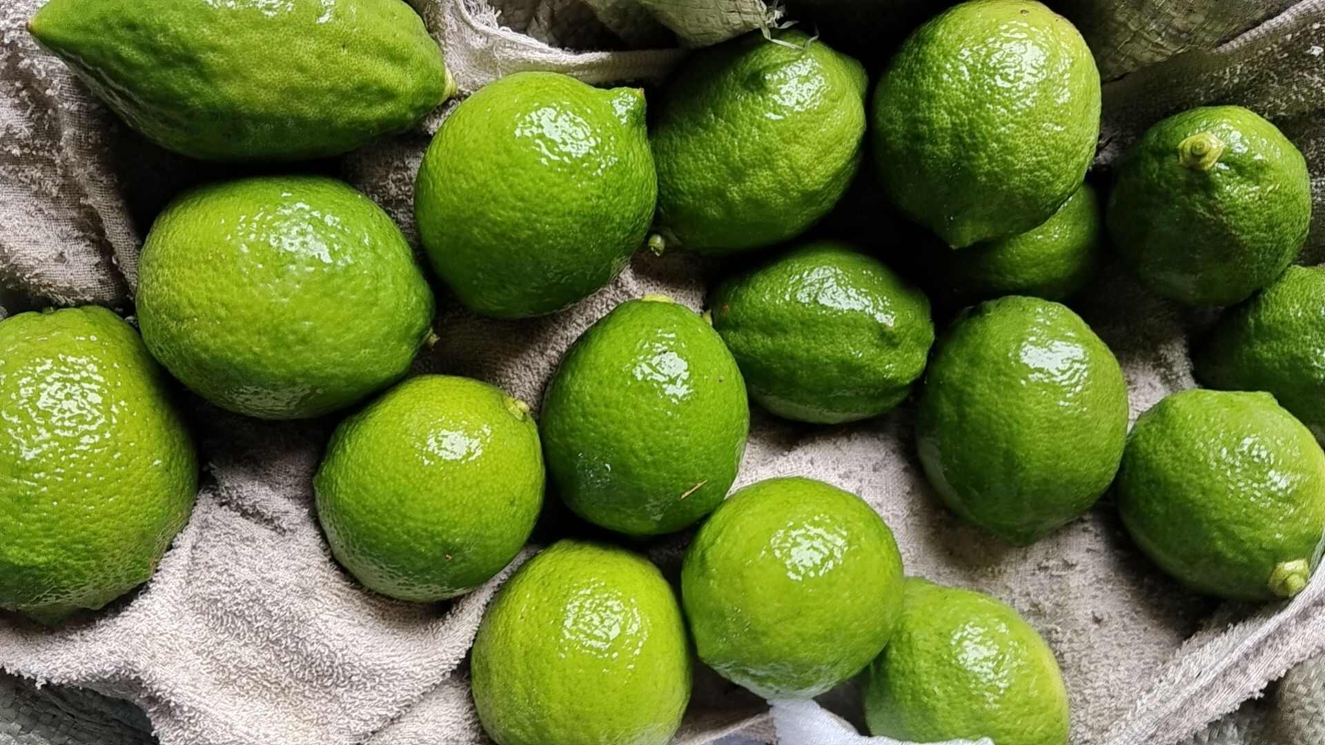 尤力克青柠檬统货