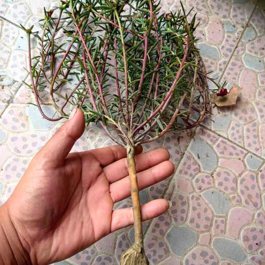 广州太阳花老庄
