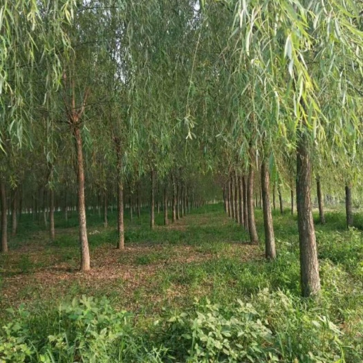 垂柳 陕西垂柳苗 垂柳树苗批发 基地直销 直径2-15
