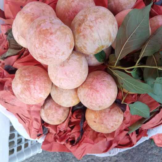芙蓉李，个大，口感好，水份足。