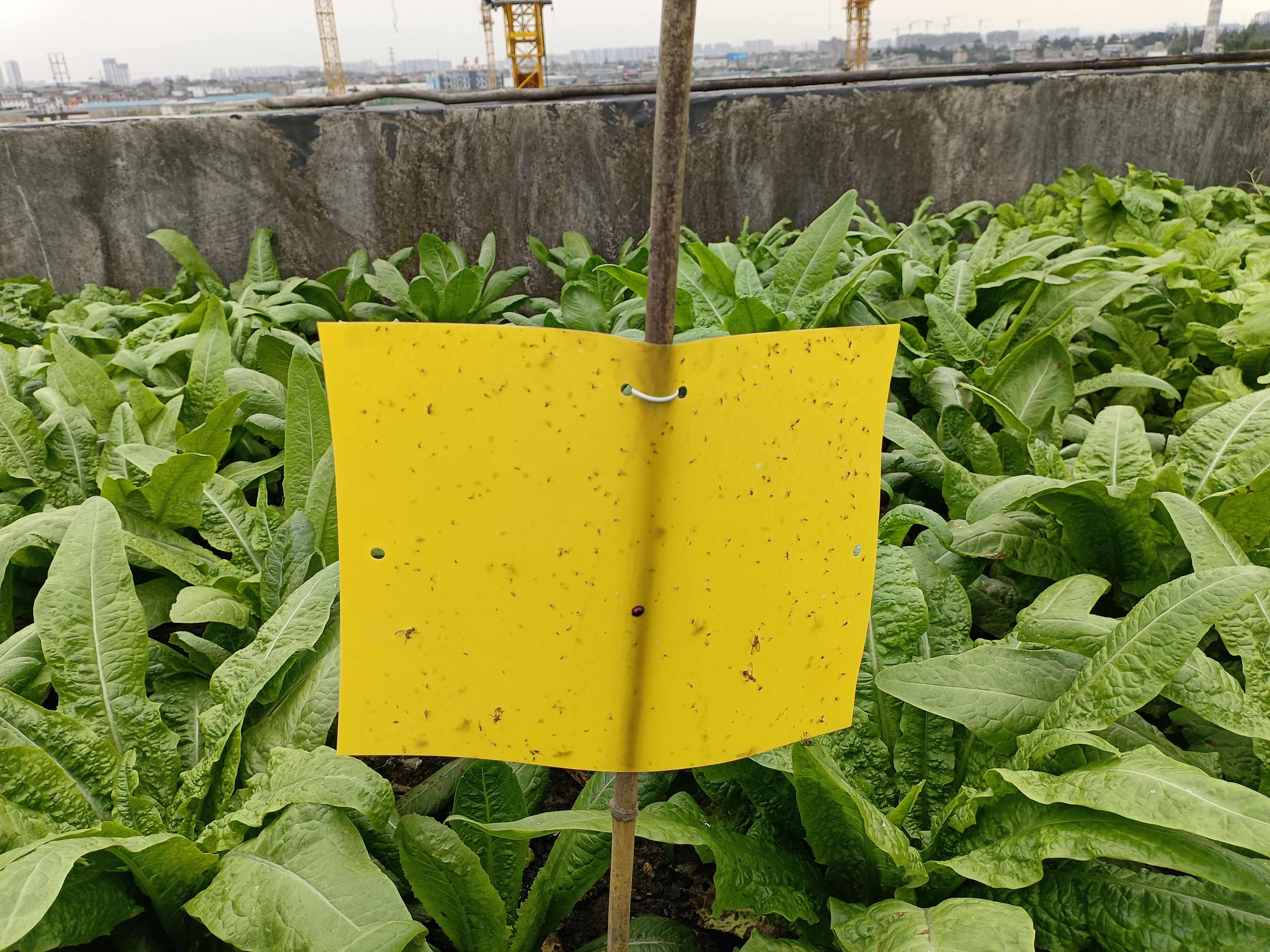 环保诱虫板，特种PP材质、生物降解材质，黄/蓝颜色 双面涂胶