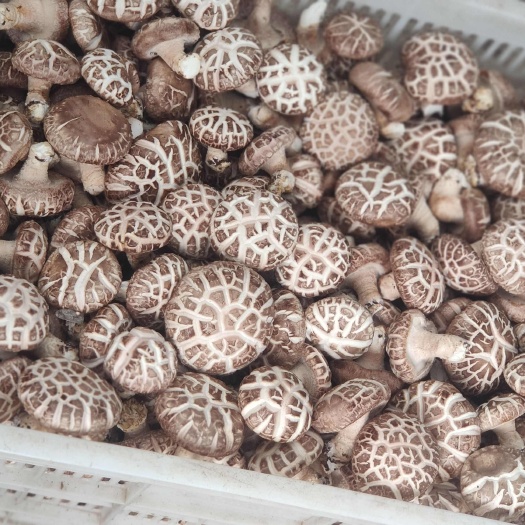 6月份新鲜香菇大量上市，品种齐全各种规格有货