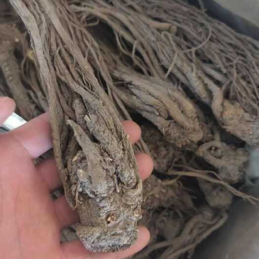 岷县当归，属于甘肃本地中药材，干个子，无水洗，质量有保障
